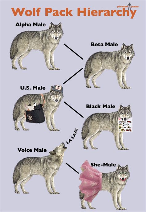 alpha and omega wolves|do wolves have a hierarchy.